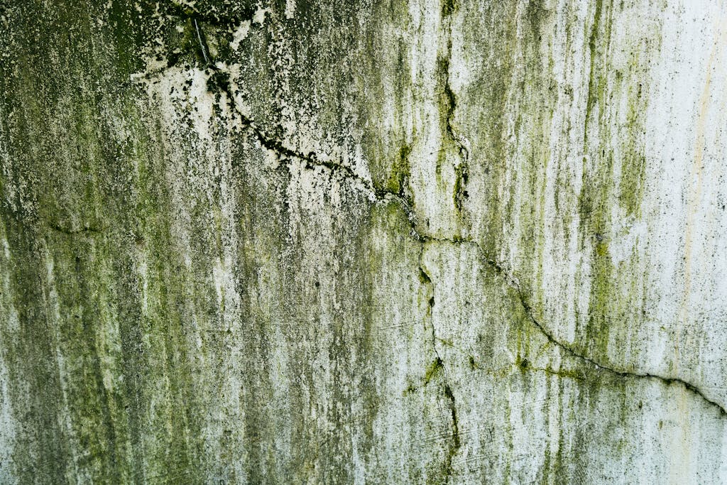 Close-up of a weathered wall with cracks and green algae, texture details.